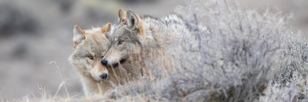 Two gray wolves share a tender moment in Yellowstone National Park.