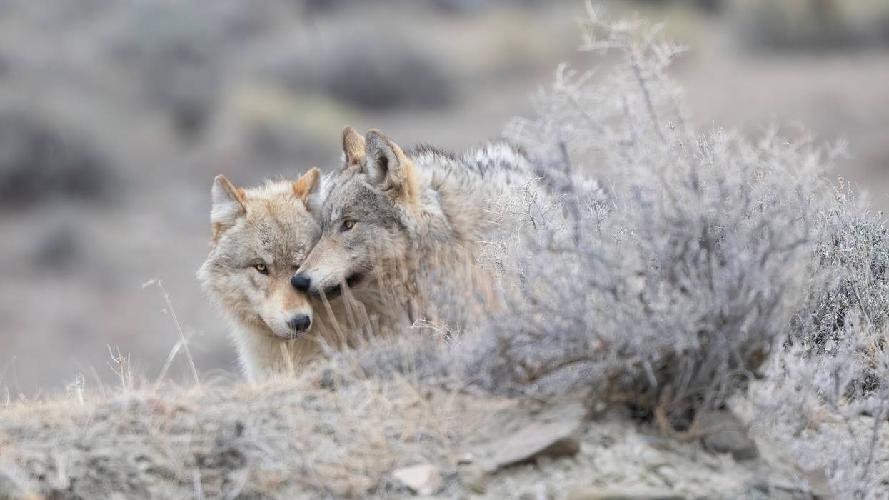 Two gray wolves share a tender moment in Yellowstone National Park.