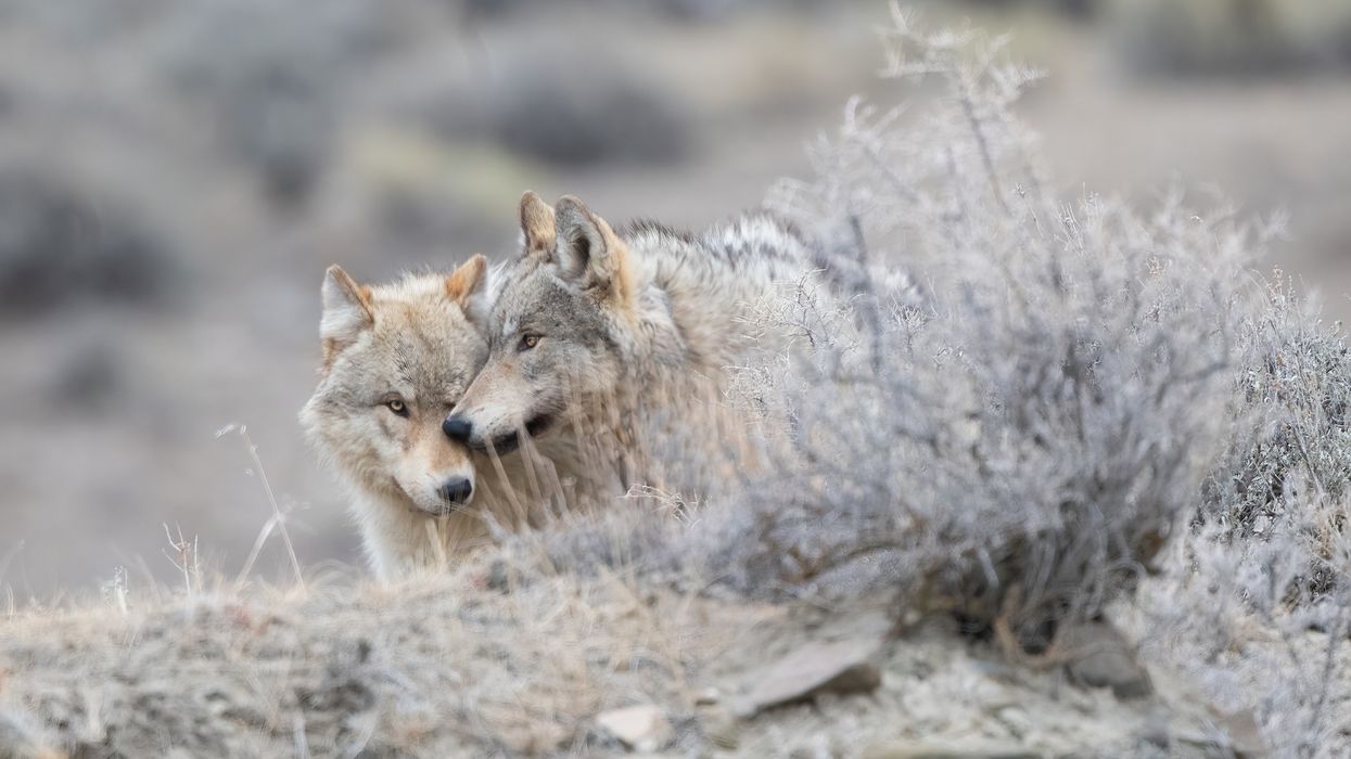 Two grey wolves interact in Yellowstone National Park