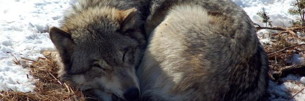 Warnings as GOP Aims to Gut Protections for Endangered Species