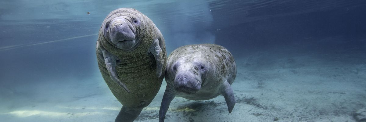 Two young manatee friends swim together