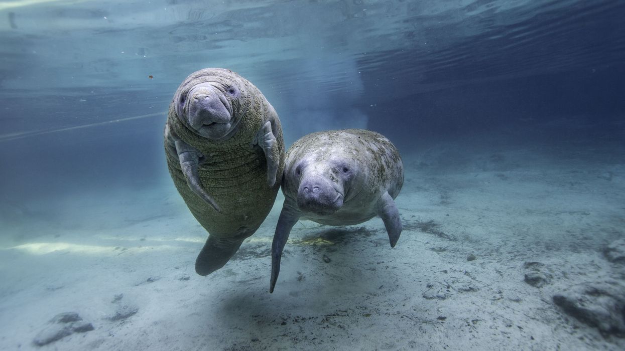 Two young manatee friends swim together