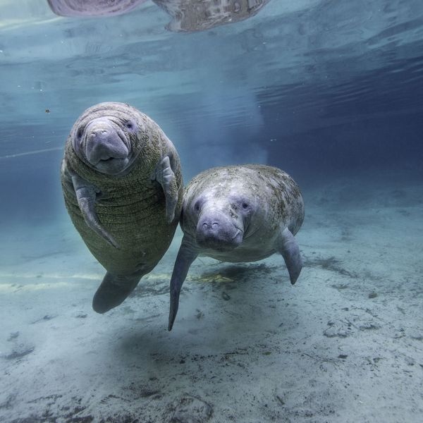 Two young manatee friends swim together