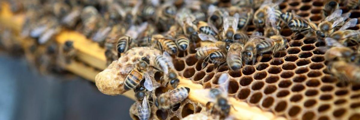 'Years Ago, This Was Unheard Of': Dire Trend Persists With Huge Bee Die-Off