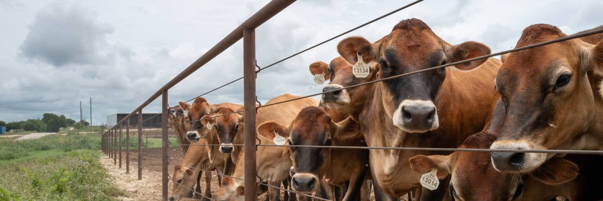 U.S. Cattle Herd Drops To 75-Year Low Amid Challenges For Ranchers