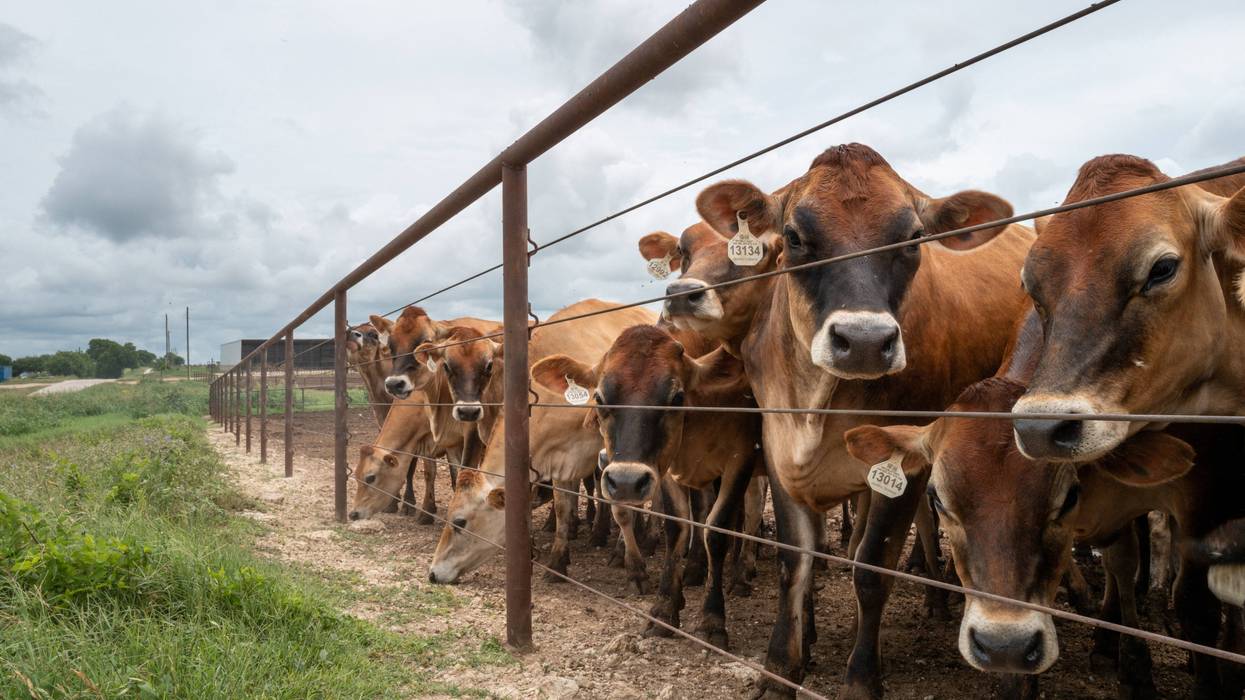 U.S. Cattle Herd Drops To 75-Year Low Amid Challenges For Ranchers