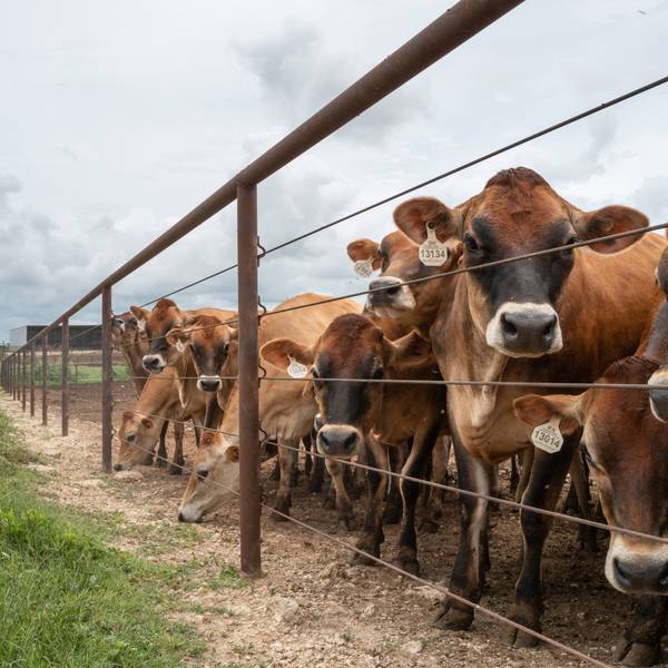 U.S. Cattle Herd Drops To 75-Year Low Amid Challenges For Ranchers