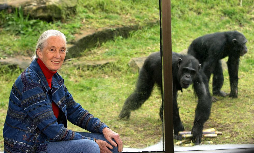 \u200bPrimatologist Jane Goodall