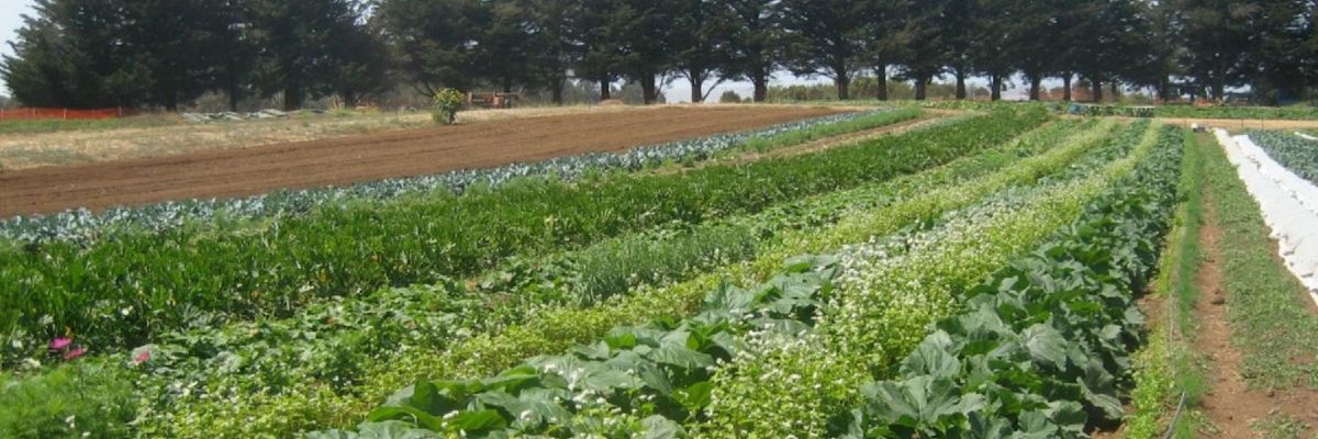 ucsc_farm_rows-1