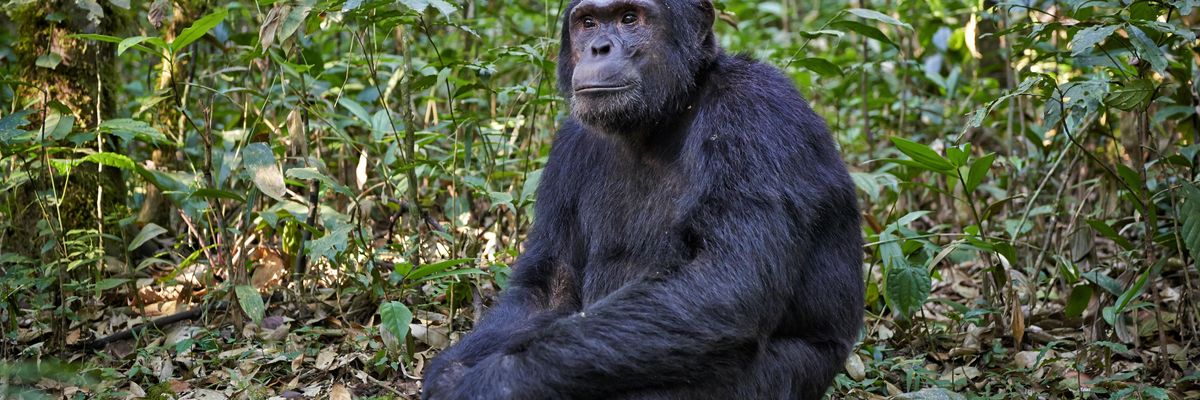 Uganda Chimp