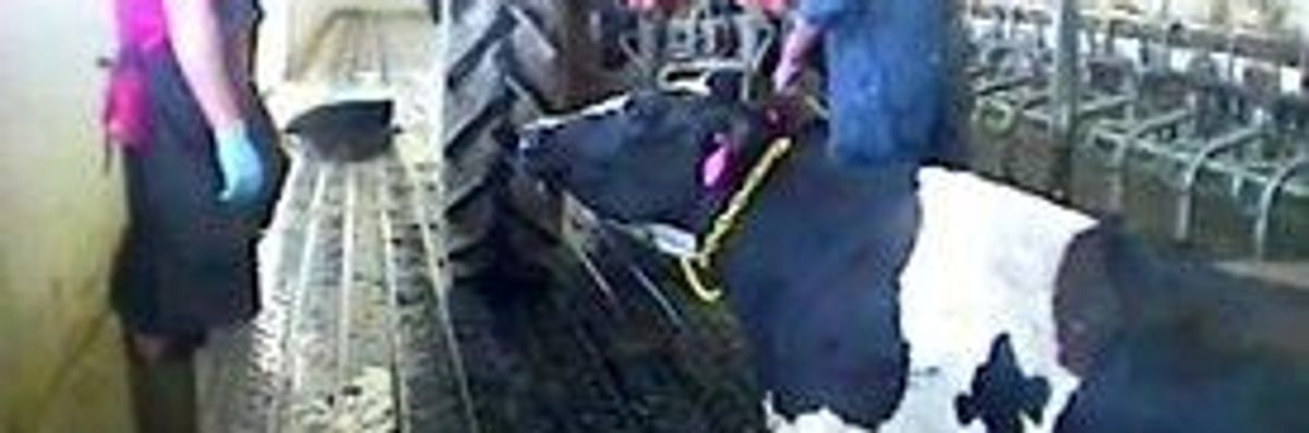 Exposed: Cruelty at Burger King Dairy Farm