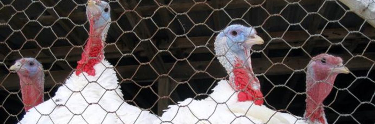 The 2017 Thanksgiving Salmonella Outbreak Is Still With Us. Why?