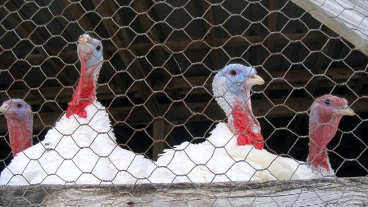 The 2017 Thanksgiving Salmonella Outbreak Is Still With Us. Why?