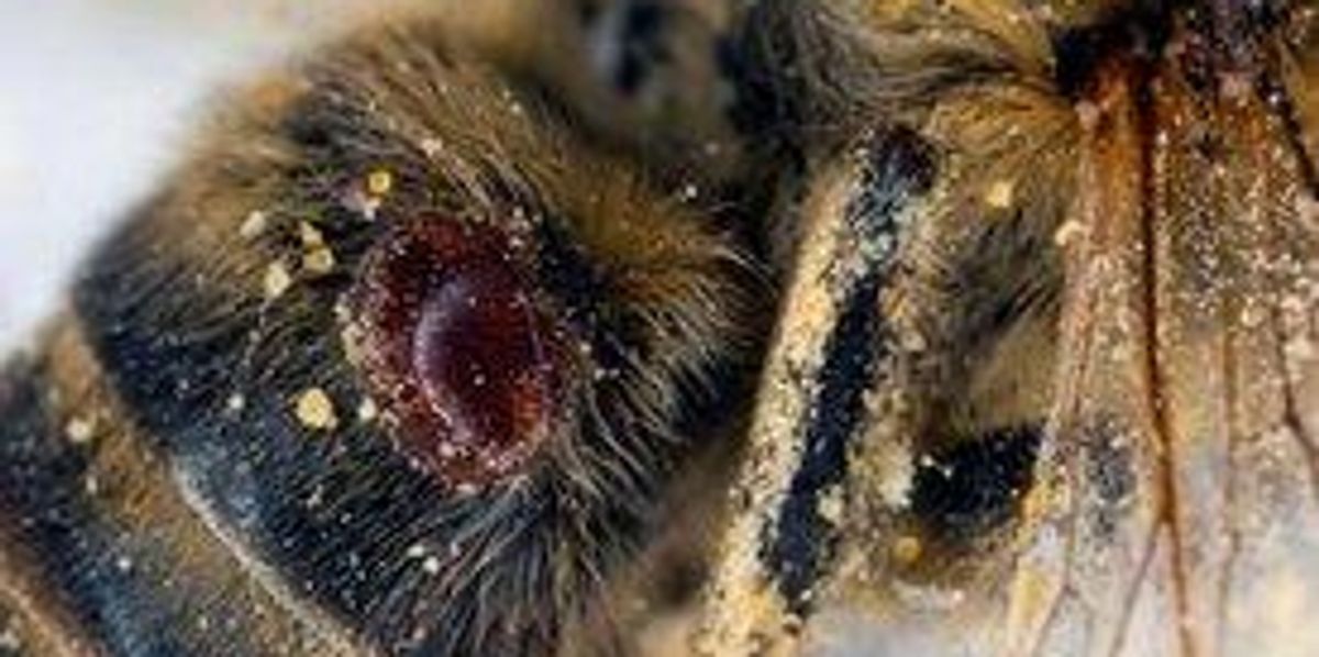 Killer Insect Virus Helping to Decimate World's Bee Population | Common ...