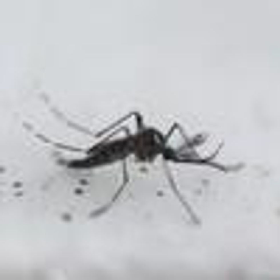 View a transgenic Aedes aegypti OX513A mosquito, created by Oxitec, in Sao Paulo, Brazil on October 26, 2016.