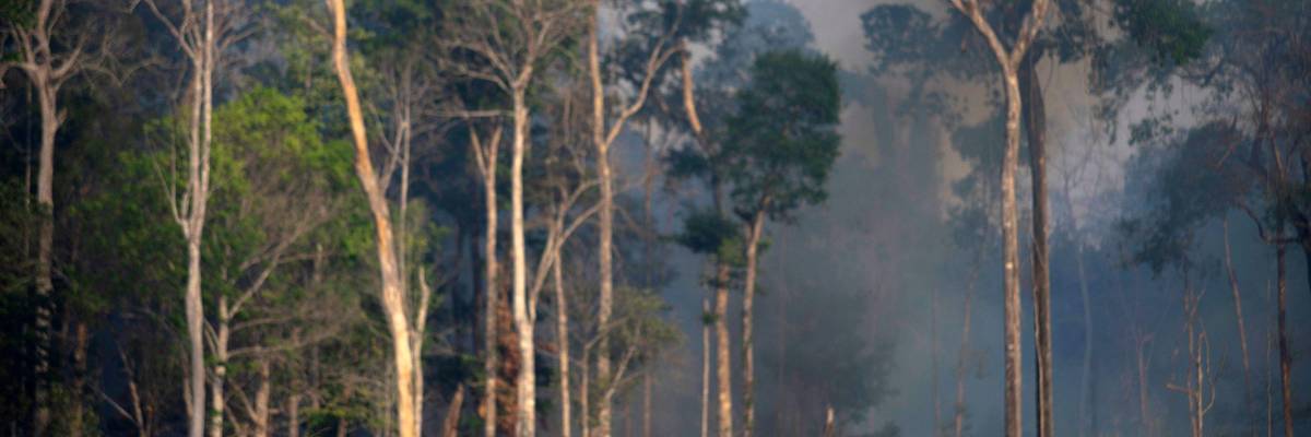 View of a cattle with fire behind in the Amazon rainforest near Novo Progresso, Para state, Brazil, on August 25, 2019. (Photo: Joao Laet/AFP via Getty Images)