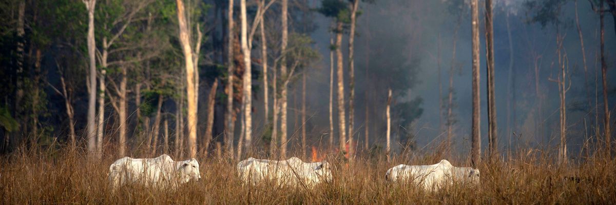 View of a cattle with fire behind in the Amazon rainforest near Novo Progresso, Pará state, Brazil.