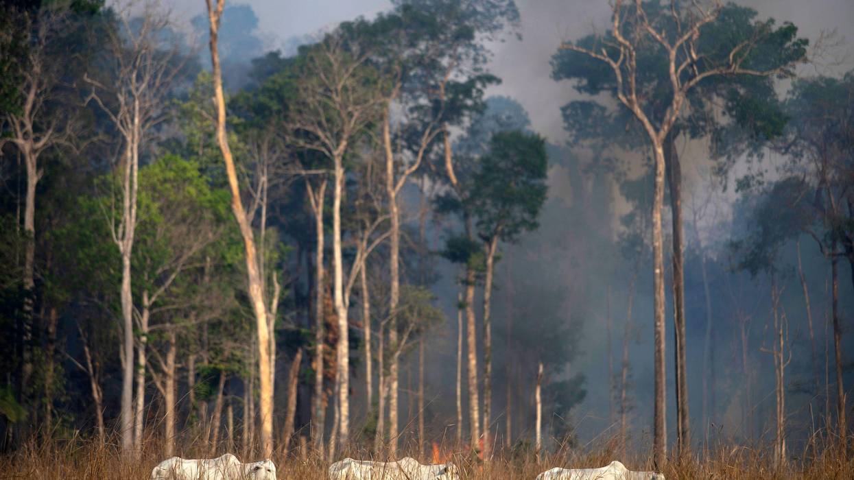View of a cattle with fire behind in the Amazon rainforest near Novo Progresso, Pará state, Brazil.