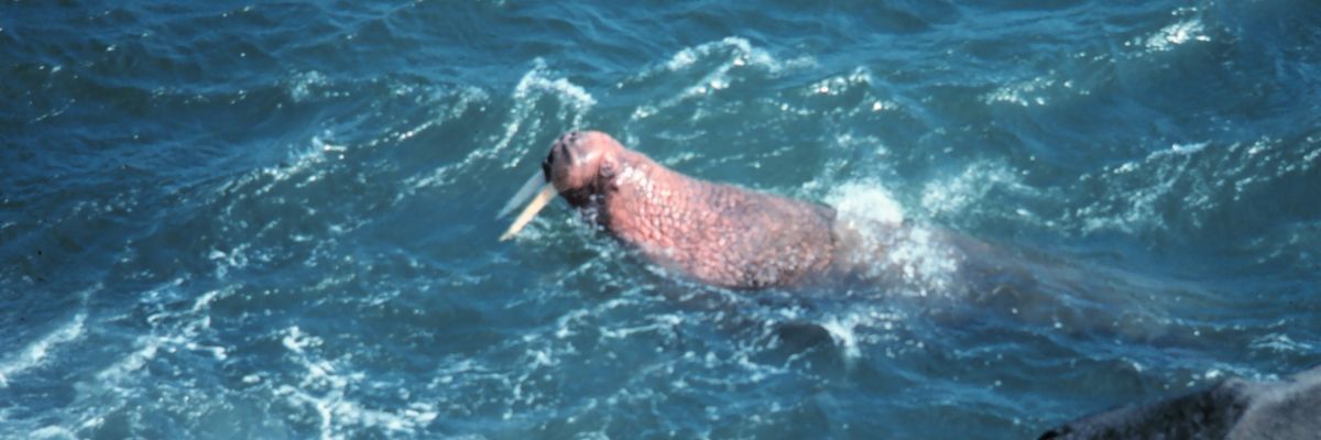 Walrus in Bering Sea.