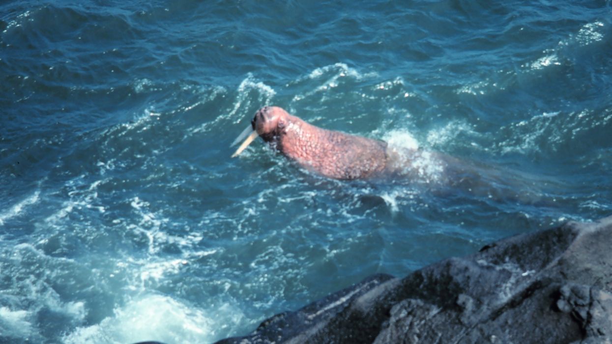 Walrus in Bering Sea.