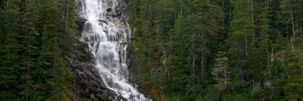 With Amazon in Flames, Trump Moves to Open 16.7 Million-Acre Alaskan Rainforest to Corporate Exploitation