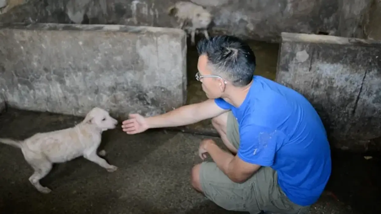 Wayne Hsiung reaches out to pet a dog in slaughterhouse