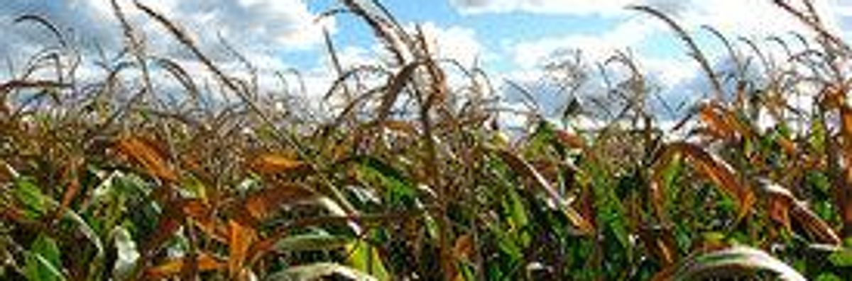 We are hurtling towards irreversible environmental tipping points