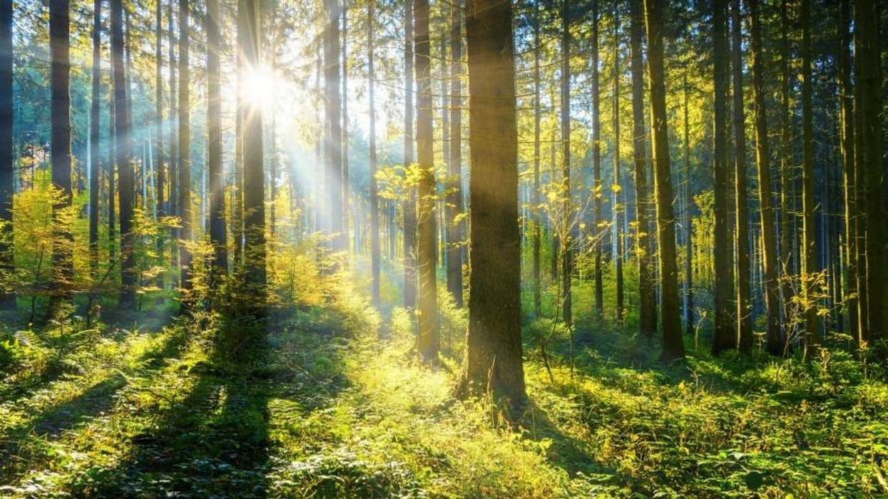 What to Do When the World Is on Fire