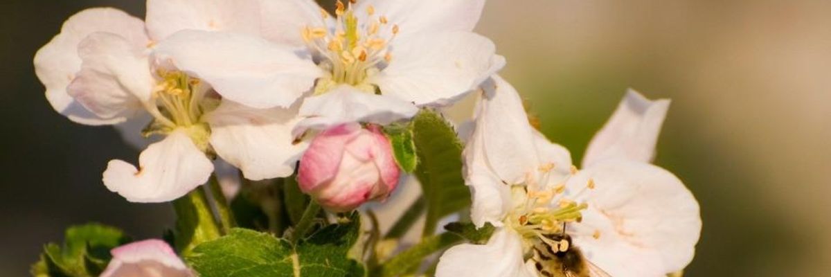 Some Ways to Frame 'Regeneration'