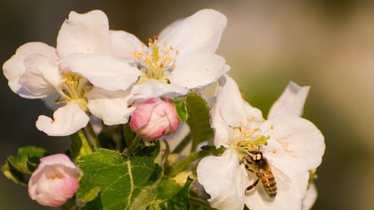 Some Ways to Frame 'Regeneration'