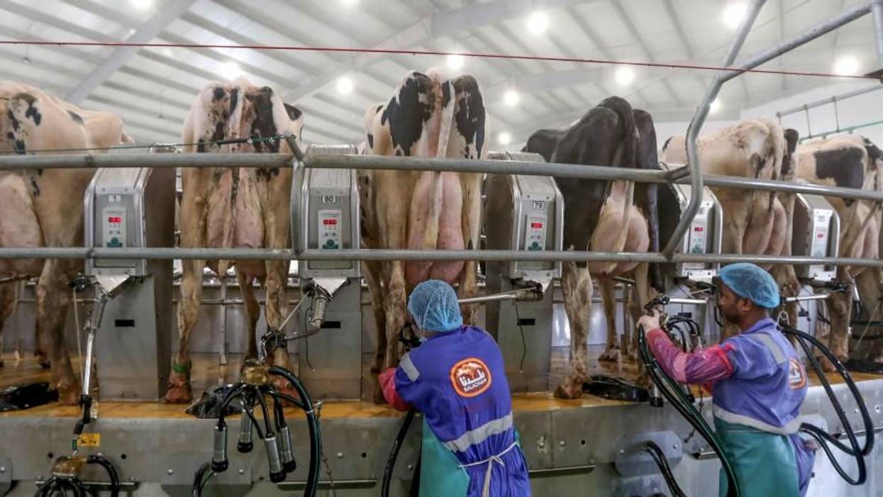 As Slaughterhouses Shut Down Across the Country, Animals Are at Risk of On Farm Mass Slaughter