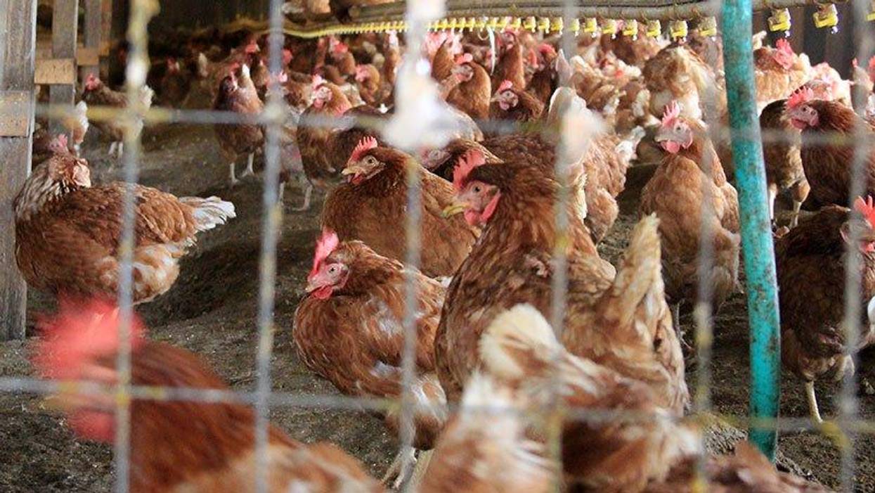 A Food Revolution: The Climate Case for a Factory Farm Ban