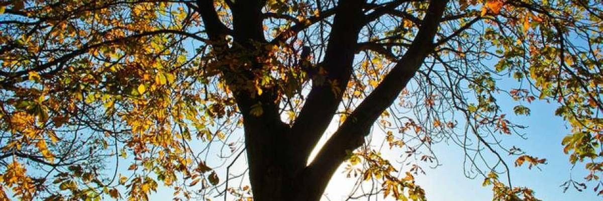 Concerned About Climate Change? Nature Wants to Help