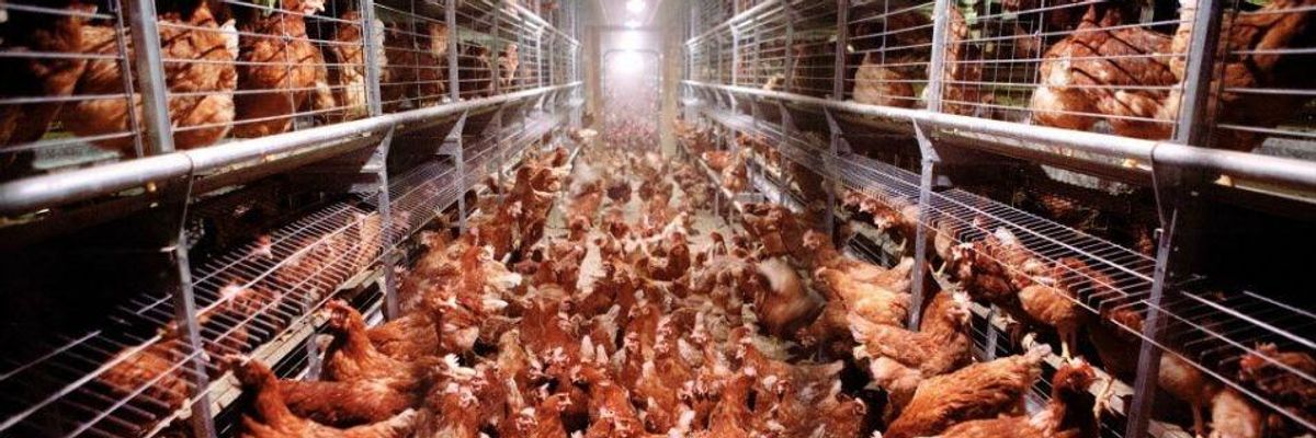 The Case for a New Technology to Help Slaughterhouse Workers