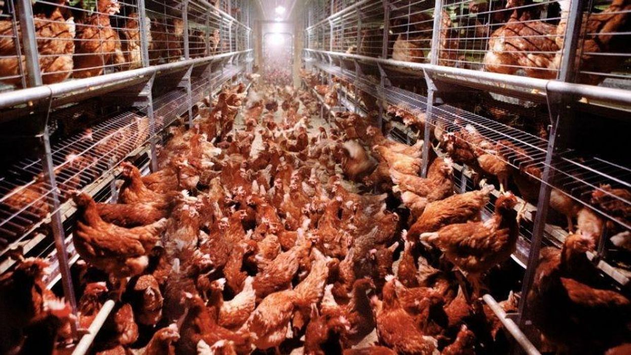 The Case for a New Technology to Help Slaughterhouse Workers