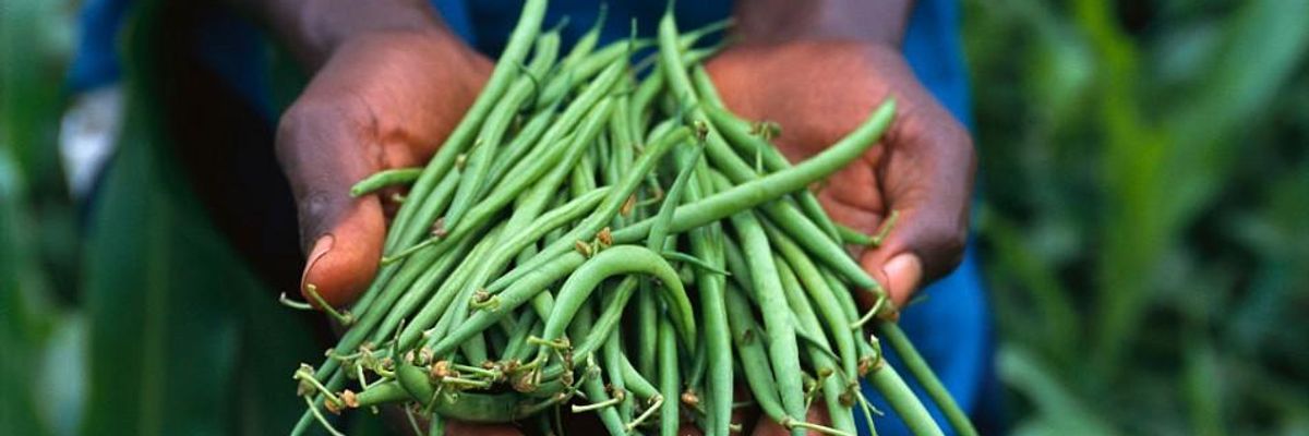 With Just 1% of Farms Controlling 70% of Global Farmland, Study Reveals 'Shocking' Level of Land Inequality