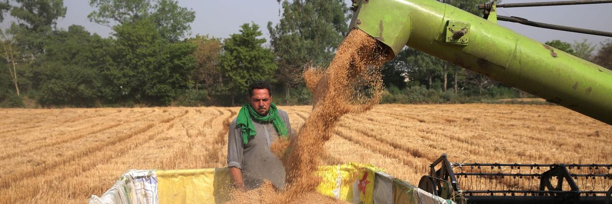 wheat in india