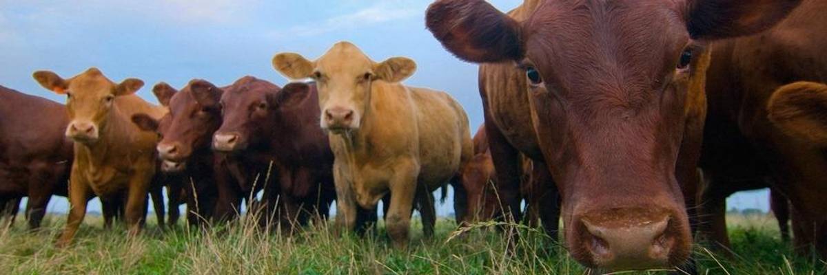 Humans Less Than 1% of Life on Earth, But Have Destroyed Half of Its Plants, More Than 80% of All Mammals