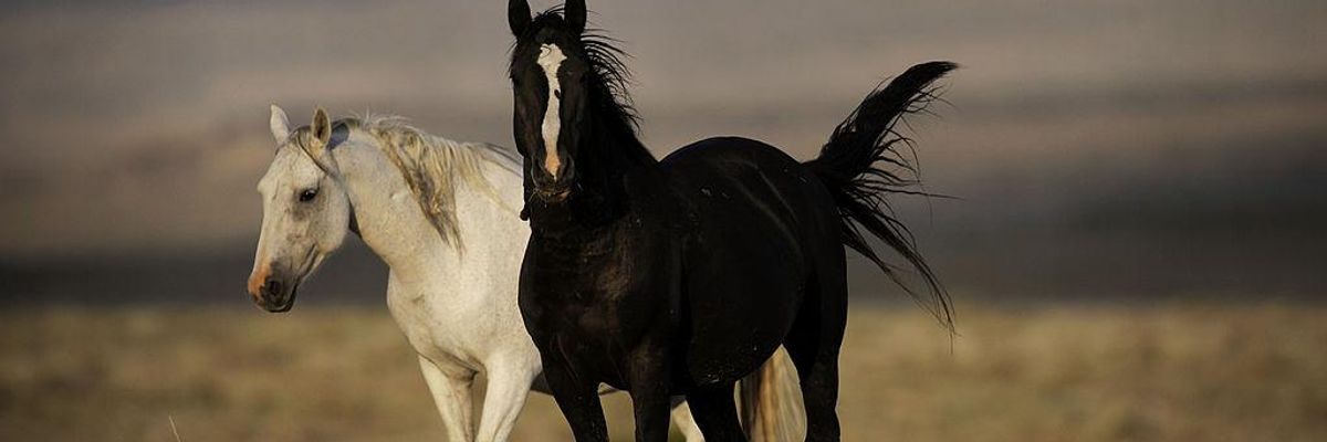 In Its Waning Days, Trump Administration Could Further Imperil Animals, Environment