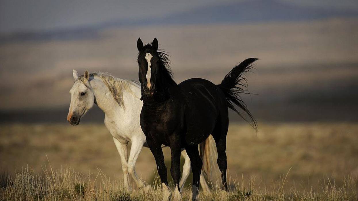In Its Waning Days, Trump Administration Could Further Imperil Animals, Environment