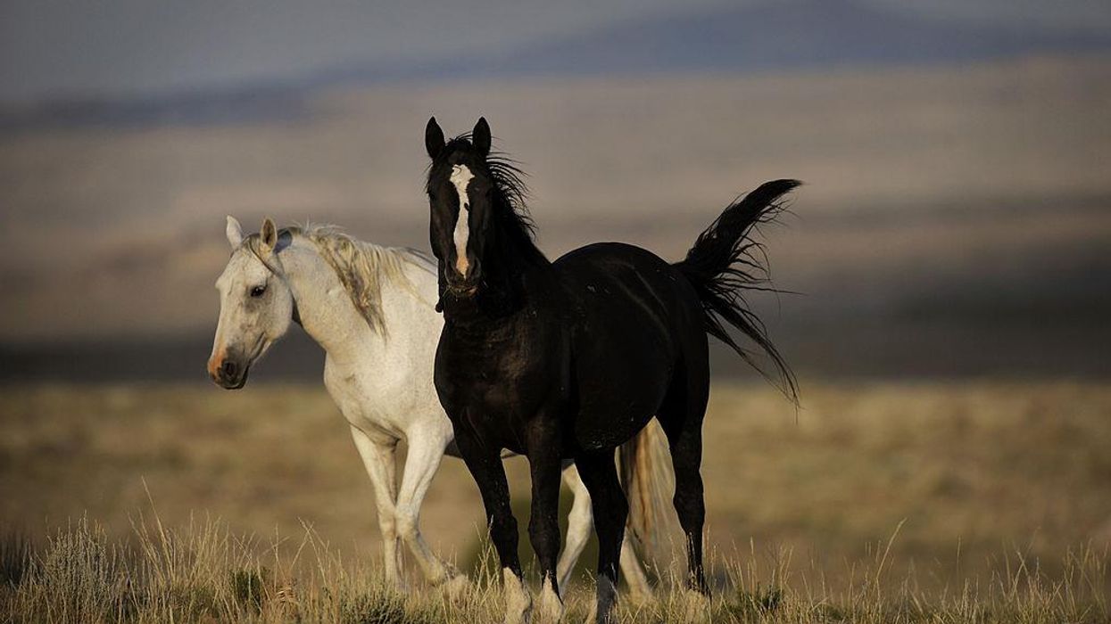 In Its Waning Days, Trump Administration Could Further Imperil Animals, Environment