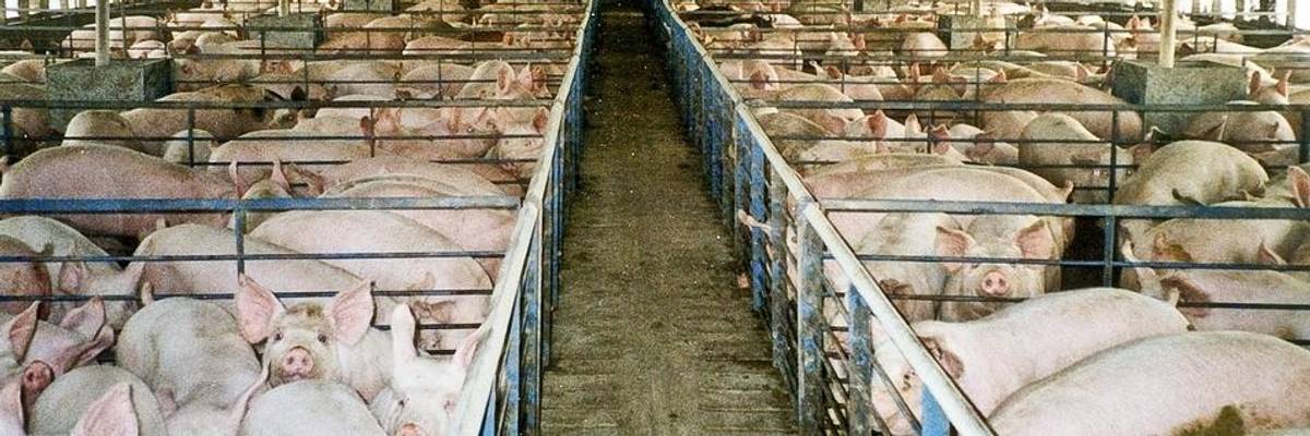 Animals Scored Significant Victories With the 2018 Farm Bill