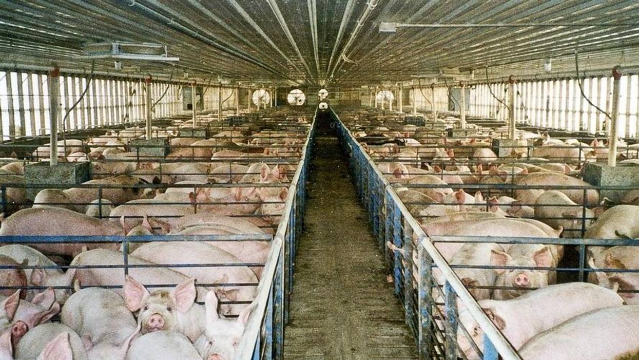 Animals Scored Significant Victories With the 2018 Farm Bill