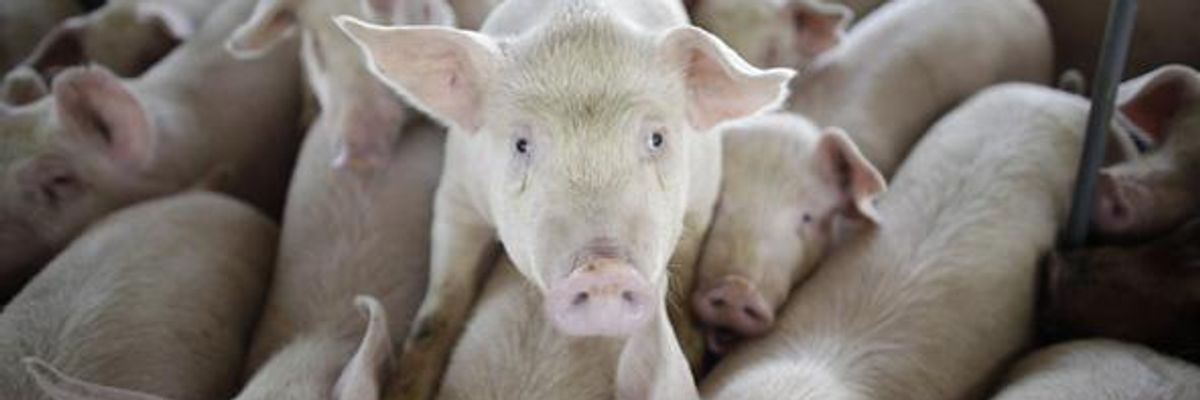 You have a Constitutional Right to Record and Report Illegal Activity at Factory Farms