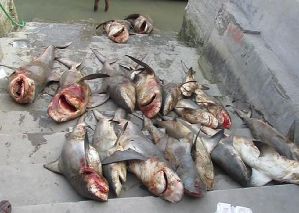 White Cheek Shark Slaughtered for the Illegal Shark Fin Trade