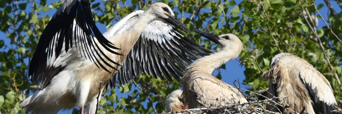 white storks in nest