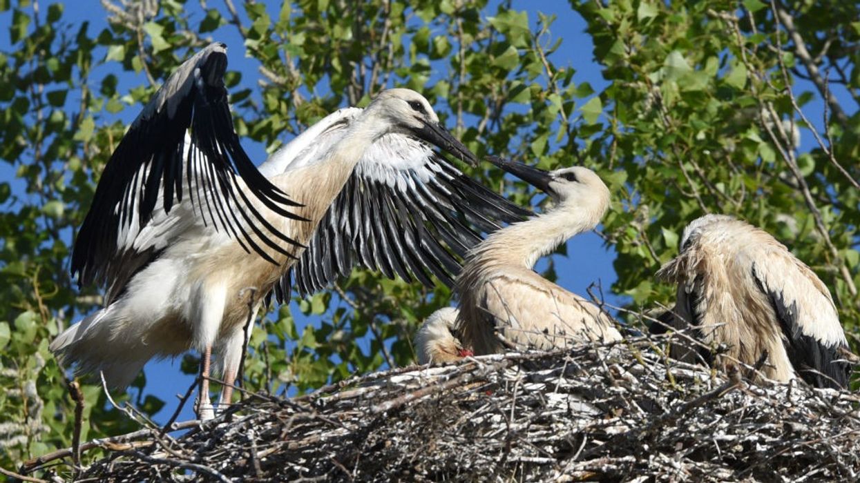 white storks in nest