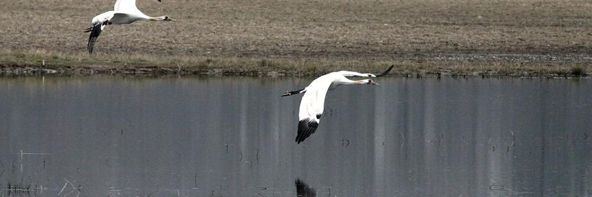 'Back for Another Whack': Trump Administration Rule Proposal Would Further Undermine Endangered Species Act