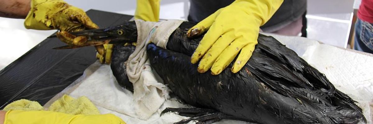 Western Canada Oil Spill Drenches Birds, Will Taint Drinking Water for Months to Come