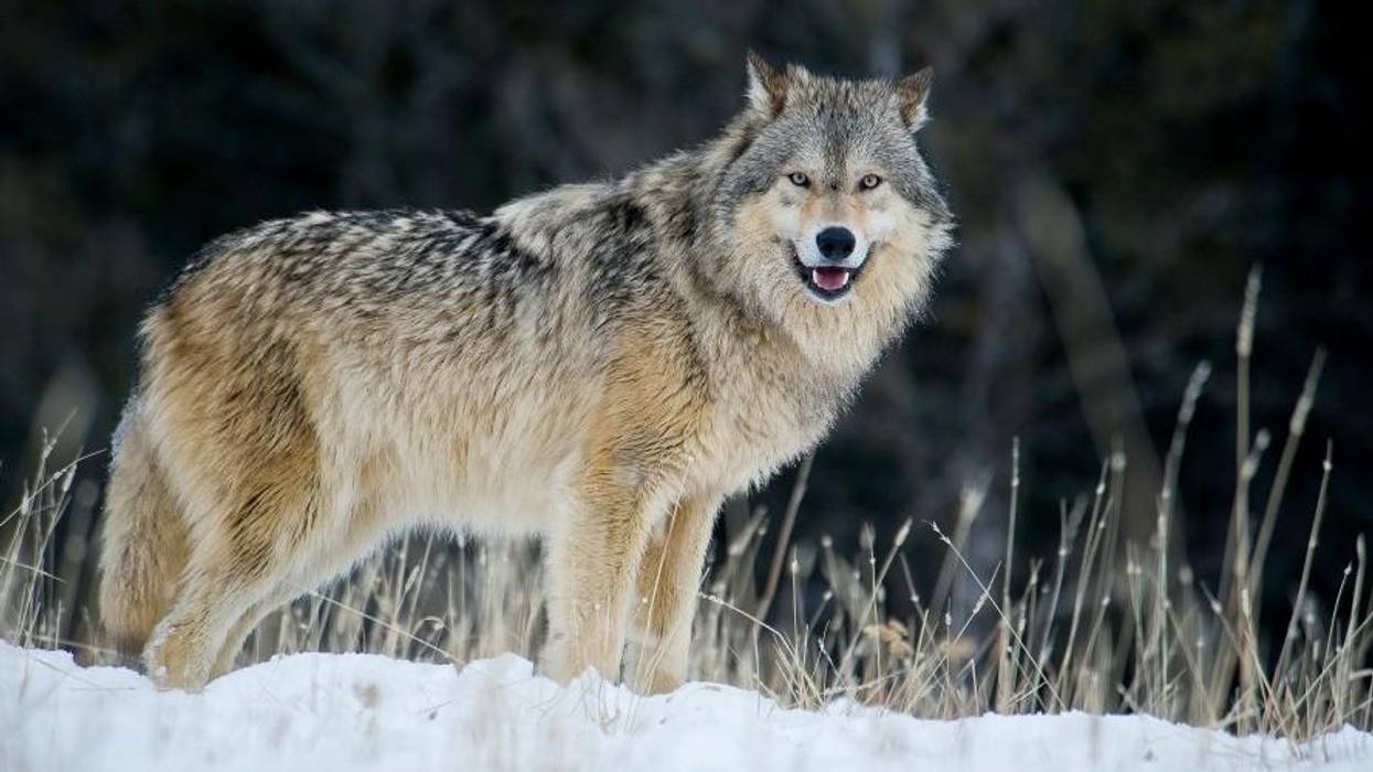 Wisconsin on Track for Another 'Wolf Slaughter,' Sparking Calls for Federal Protections